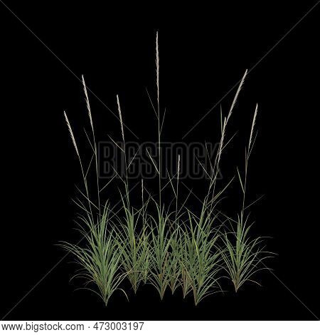 3d Illustration Of Miscanthus Purpurascens Bush Isolated On Black Background