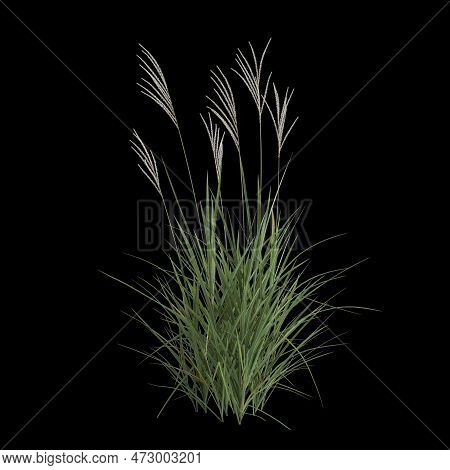 3d Illustration Of Miscanthus Purpurascens Bush Isolated On Black Background
