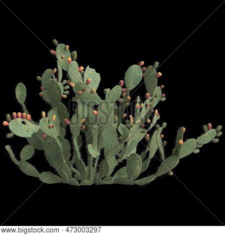 3d Illustration Of Opuntia Ficus Indica Bush Isolated On Black Background