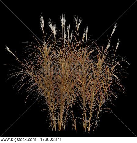 3d Illustration Of Miscanthus Purpurascens Bush Isolated On Black Background
