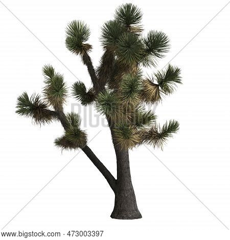 3d Illustration Of Yucca Decipiens Isolated On White Background