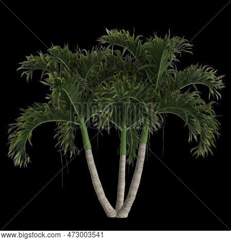 3D Illustration Of Adonidia Merrillii Palm Isolated On Black Background