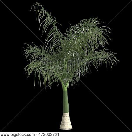3D Illustration Of Roystonea Regia Palm Isolated On Black Background
