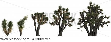 3d Illustration Of Set Yucca Decipiens Tree Isolated On White Background