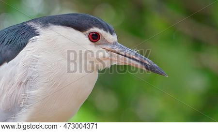 Close-up Of A Lone Exotic Bird Sitting Motionless And Almost Not Breathing, Watching Someone In Fron