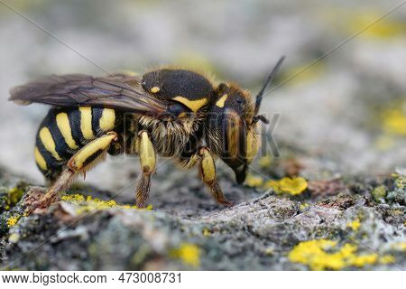 Detailed Closeup Of A Female Of The Florentine Woolcarder Bee, Anthidium Florentinum Sitting On A St
