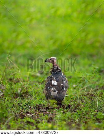 Red Headed Vulture Or Sarcogyps Calvus Or Asian King Or Indian Black Vulture In Natural Monsoon Gree