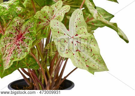 Leaf Of Exotic 'caladium Miss Muffet' (botanic Name) Houseplant With Red Dots