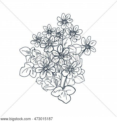Engraved Liverwort, Vintage Outlined Botanical Drawing. Hepatica Flower Drawn In Old Retro Style. Co