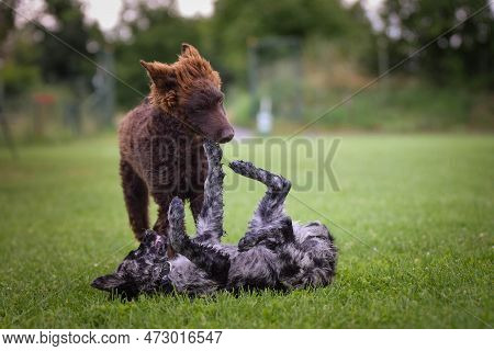 Dogs Are Playing Outside In The Grass. He Is So Crazy Dog On Trip.