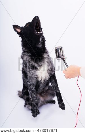 Mudi Dog With Microphone On White Studio Background