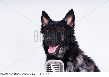 Mudi Dog With Microphone On White Studio Background