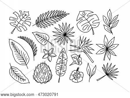 Vector Hand Drawn Summer Tropical Leaves And Flowers Line Doodles Set. Palm Leaves, Coconut And Plum