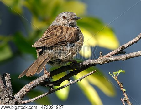 The Dunnock Is A Small Passerine, Or Perching Bird, Found Throughout Temperate Europe And Into Asian