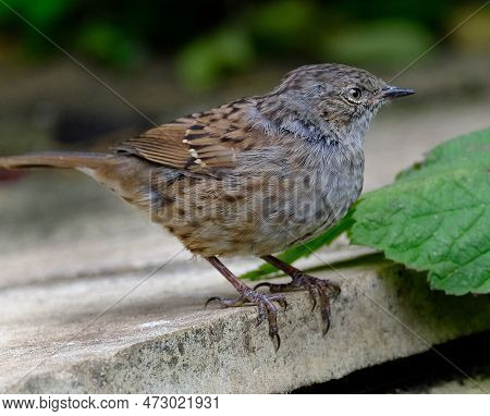 The Dunnock Is A Small Passerine, Or Perching Bird, Found Throughout Temperate Europe And Into Asian