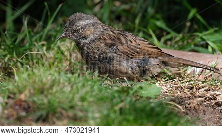 The Dunnock Is A Small Passerine, Or Perching Bird, Found Throughout Temperate Europe And Into Asian