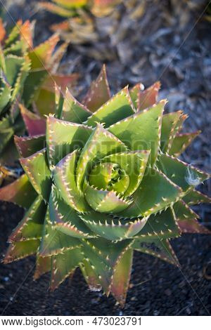 Directly Above Shot Of An Aloe Perfoliata Or Mitre Aloe, Also Commonly Named Rubble Aloe