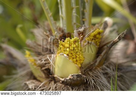 Chinese Windmill Palm Flower In The Spring