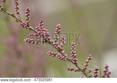 Salt Cedar Branch With Pink Flowers In The Spring
