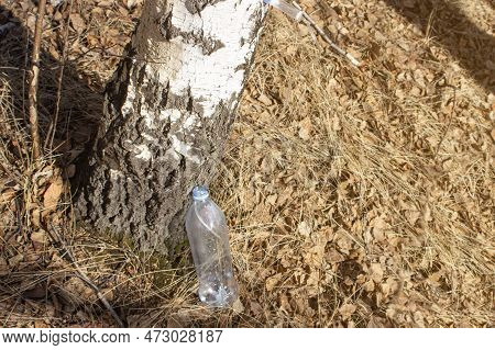 A Village Man Collects Birch Sap In Early Spring In Order To Improve His Health And Resell It To Huc