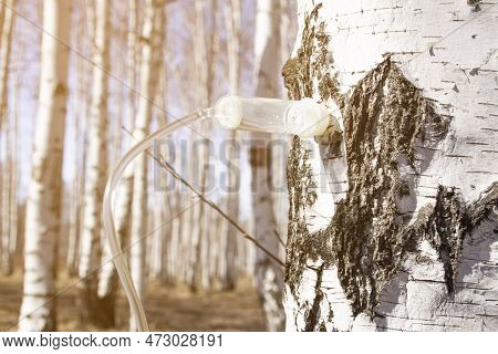 A Village Man Collects Birch Sap In Early Spring In Order To Improve His Health And Resell It To Huc