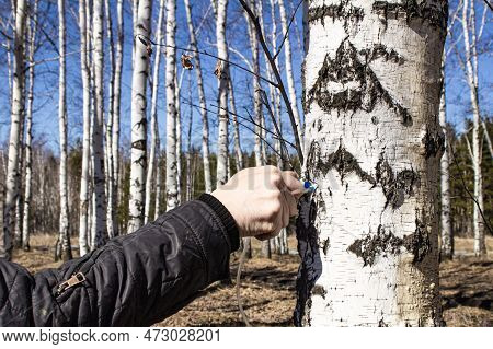 A Village Man Collects Birch Sap In Early Spring In Order To Improve His Health And Resell It To Huc