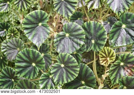 Green Leaves Of Plant Begonia Mazae. Begonia Mazae Is A Species Of Flowering Plant In The Family Beg