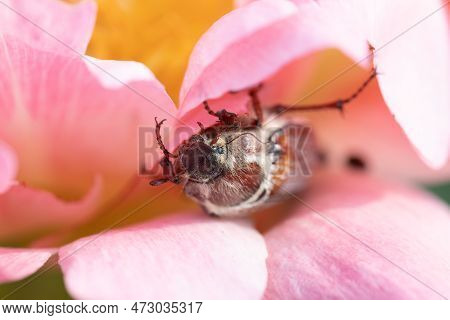 Cockchafer Melolontha May Beetle Bug Insect Macro Portrait. Maybug Nibbles On A Peony Flower