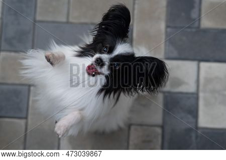 Top View Of Pappilion Dog On The Sidewalk. Portrait Of A Black And White Continental Spaniel.