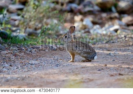 A Desert Cottontail Rabbit, Sylvilagus Audubonii, In The Sonoran Desert. Tucson, Arizona, Usa.