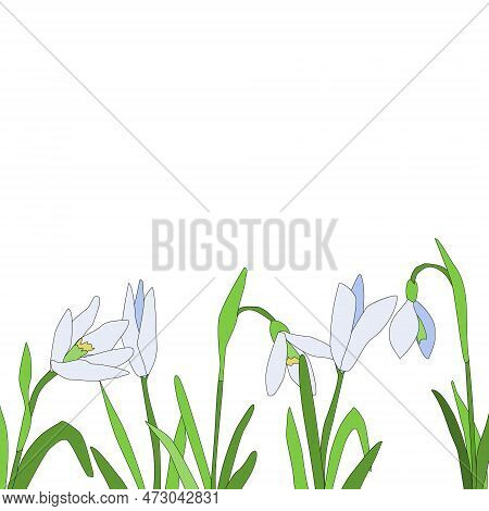 Snowdrops Spring Time Cuty Flower. Vector Background