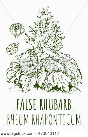 Vector Drawings Of False Rhubarb. Hand Drawn Illustration. Latin Name Rheum L.