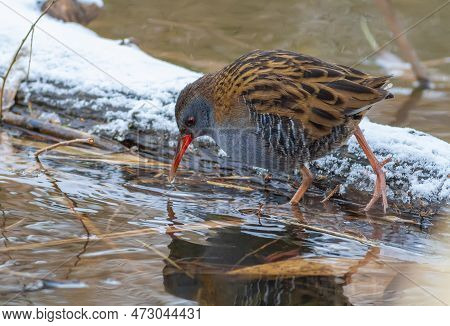 Water Rail, Rallus Aquaticus. A Bird Walks Along A Freezing River In Search Of Food