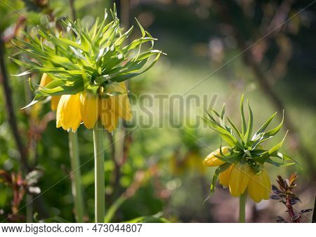 Hazel Grouse Imperial Yellow In Spring, Fritillary