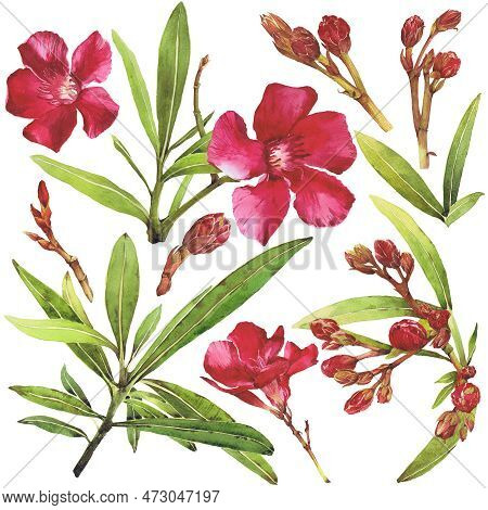 Watercolor Illustration Of Oleander. Set With Flowers And Leaves. Hand-drawn Isolated Clip Art On A 