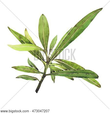 Watercolor Illustration Of Oleander. Set With Flowers And Leaves. Hand-drawn Isolated Clip Art On A 