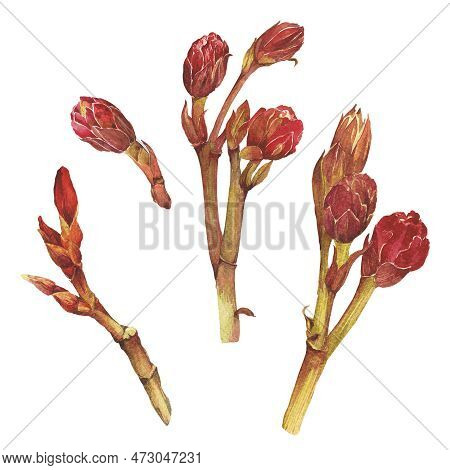 Watercolor Illustration Of Oleander. Set With Flowers And Leaves. Hand-drawn Isolated Clip Art On A 