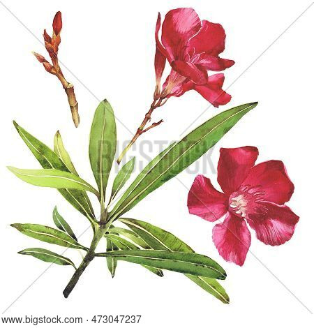 Watercolor Illustration Of Oleander. Set With Flowers And Leaves. Hand-drawn Isolated Clip Art On A 