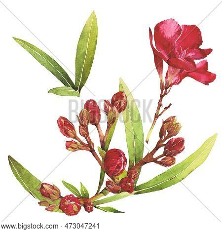 Watercolor Illustration Of Oleander. Set With Flowers And Leaves. Hand-drawn Isolated Clip Art On A 