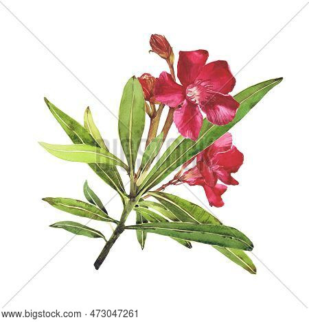 Watercolor Illustration Of Oleander. Set With Flowers And Leaves. Hand-drawn Isolated Clip Art On A 