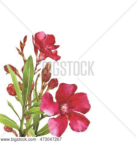 Watercolor Illustration Of Oleander. Set With Flowers And Leaves. Hand-drawn Isolated Clip Art On A 