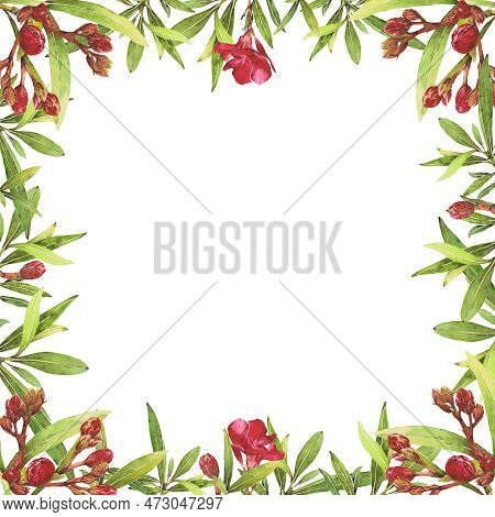 Watercolor Illustration Of Oleander. Set With Flowers And Leaves. Hand-drawn Isolated Clip Art On A 