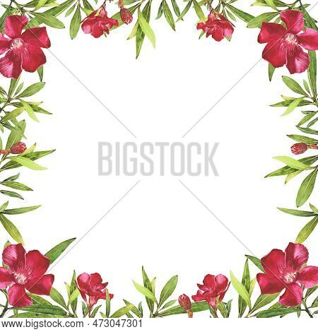 Watercolor Illustration Of Oleander. Set With Flowers And Leaves. Hand-drawn Isolated Clip Art On A 