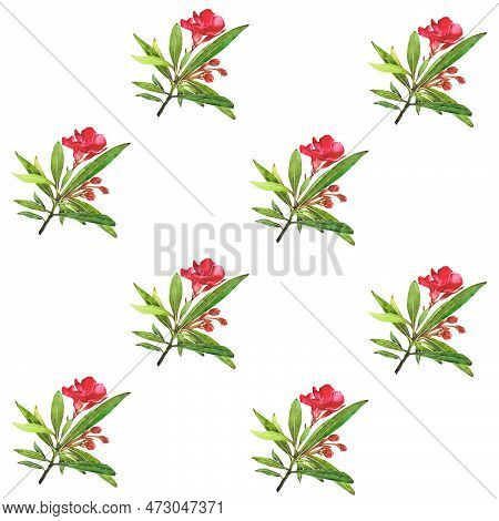 Watercolor Illustration Of Oleander. Set With Flowers And Leaves. Hand-drawn Isolated Clip Art On A 