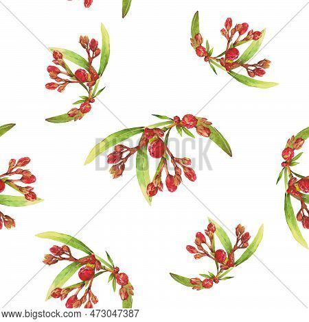 Watercolor Illustration Of Oleander. Set With Flowers And Leaves. Hand-drawn Isolated Clip Art On A 