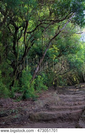 Beautiful Green Enchanted Forest. Ancient Woods. Magical Teal Rain Forest.