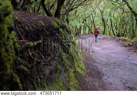 Beautiful Green Enchanted Forest. Ancient Woods. Magical Teal Rain Forest.