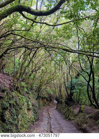 Beautiful Green Enchanted Forest. Ancient Woods. Magical Teal Rain Forest.
