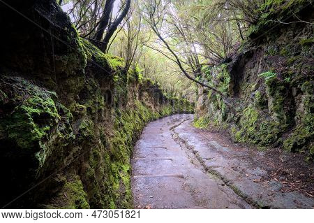 Beautiful Green Enchanted Forest. Ancient Woods. Magical Teal Rain Forest.
