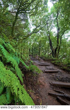 Beautiful Green Enchanted Forest. Ancient Woods. Magical Teal Rain Forest.